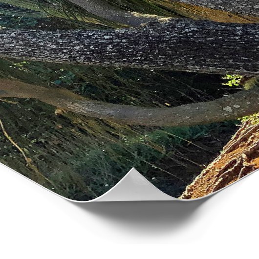 Ponytail Palm Poster (Hoek)