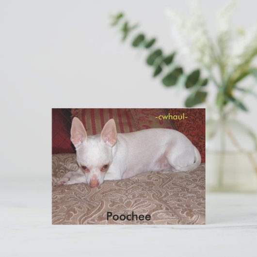 Poochee, -cwhaul- briefkaart (Staand voorkant)