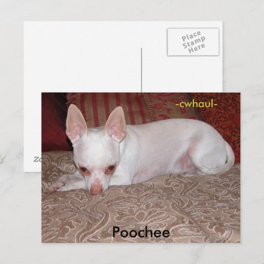 Poochee, -cwhaul- briefkaart (Voorkant / Achterkant)