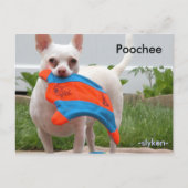 Poochee, -slyken- briefkaart (Voorkant)