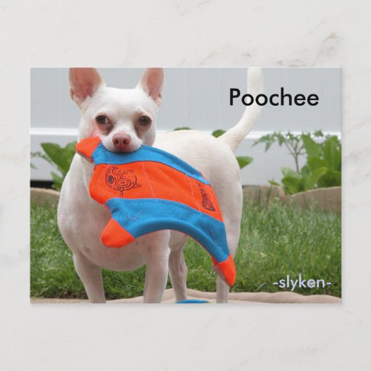 Poochee, -slyken- briefkaart (Voorkant)