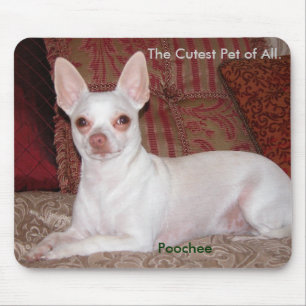 Poochee winter 026, The Cutest Pet of All, Poo... Muismat