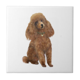 Poodle - Abrikoos Tegeltje