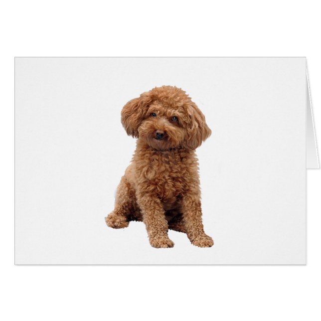 Poodle - Abrikoos (Toy of Miniatuur) (Voorkant Horizontaal)