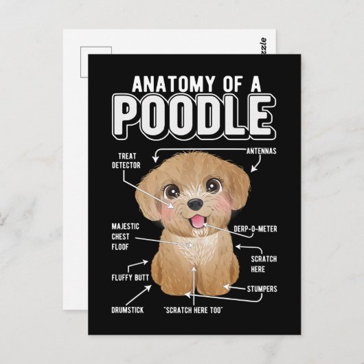 Poodle Anatomy Funny Dog Briefkaart (Voorkant / Achterkant)