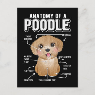 Poodle Anatomy Funny Dog Briefkaart