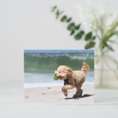 Poodle - Apricot - Poodle Play Briefkaart (Staand voorkant)