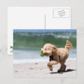 Poodle - Apricot - Poodle Play Briefkaart (Voorkant / Achterkant)