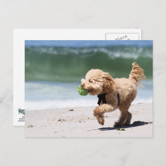 Poodle - Apricot - Poodle Play Briefkaart (Voorkant / Achterkant)