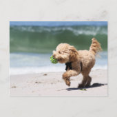 Poodle - Apricot - Poodle Play Briefkaart (Voorkant)