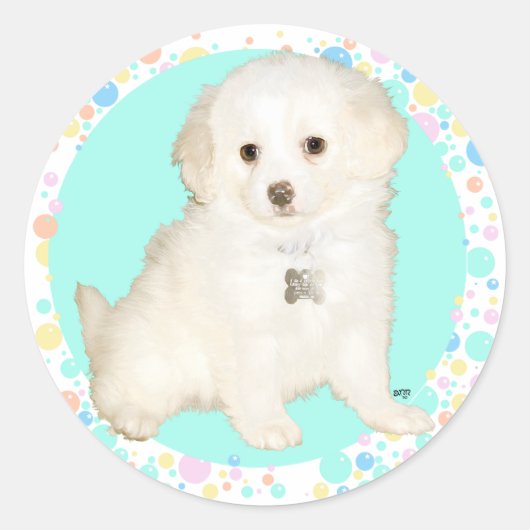 Poodle/Bichon Mix Puppy Celebrates Life Ronde Sticker (Voorkant)