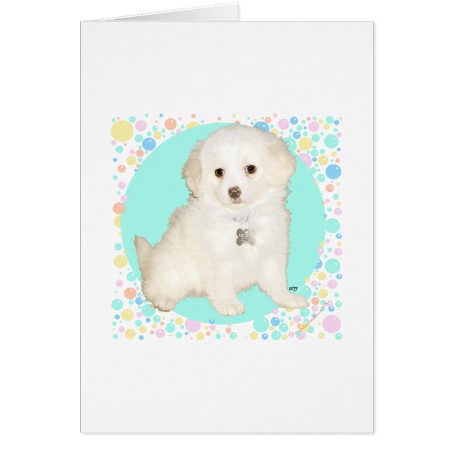 Poodle / Bichon Mix Puppy viert het leven (Voorkant)