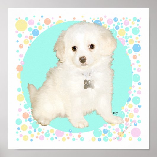 Poodle / Bichon Mix Puppy viert het leven Poster (Voorkant)