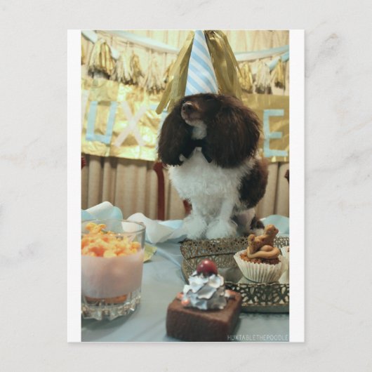 Poodle Birthday Briefkaart (Voorkant)