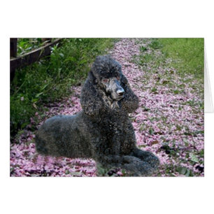 Poodle Black Card Flowers
