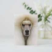 Poodle Briefkaart (Staand voorkant)