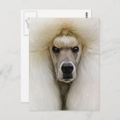 Poodle Briefkaart (Voorkant / Achterkant)