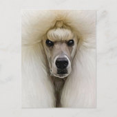 Poodle Briefkaart (Voorkant)