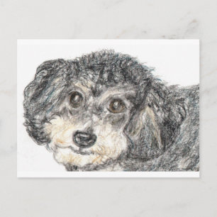 POODLE BRIEFKAART