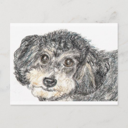 POODLE BRIEFKAART (Voorkant)