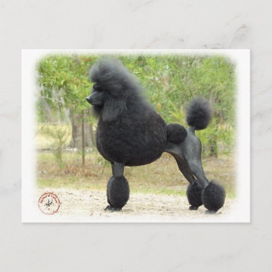 Poodle Briefkaart (Voorkant)