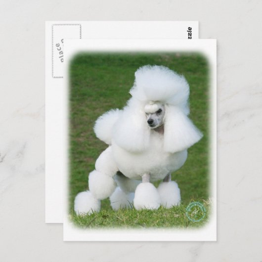 Poodle Briefkaart (Voorkant / Achterkant)