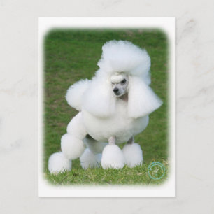 Poodle Briefkaart