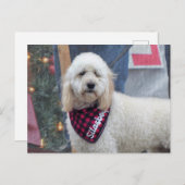 Poodle Briefkaart (Voorkant / Achterkant)