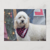 Poodle Briefkaart (Voorkant)