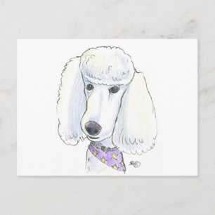 Poodle Briefkaart