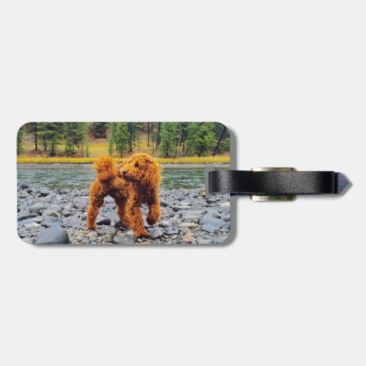 Poodle -  cadeau bagagelabel (Achterkant horizontaal)