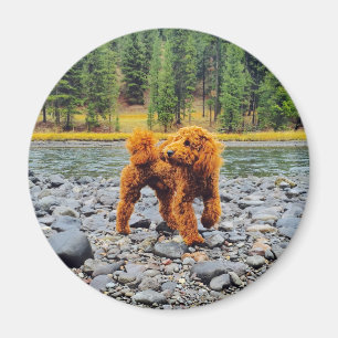 Poodle -  cadeau magneet