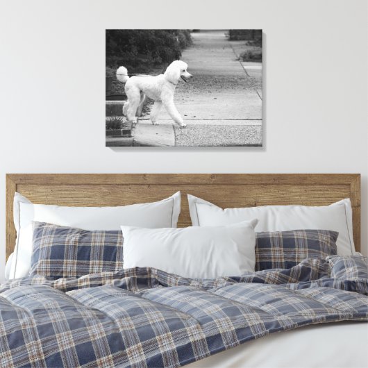 Poodle Canvas Afdruk (Insitu (Slaapkamer))