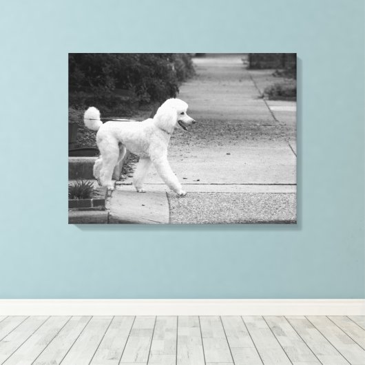Poodle Canvas Afdruk (Insitu (Houten vloer))