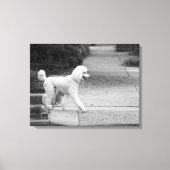 Poodle Canvas Afdruk (Voorkant)