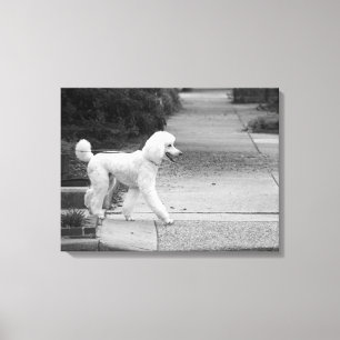 Poodle Canvas Afdruk