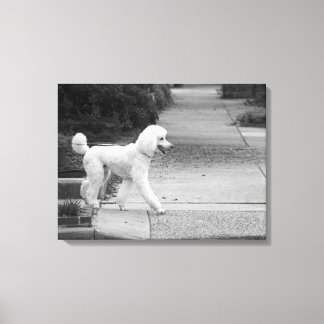 Poodle Canvas Afdruk