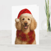Poodle Christmas card Kaart (Voorkant)