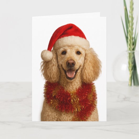 Poodle Christmas card Kaart (Voorkant)