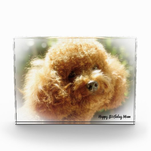 Poodle Dog Fotoblokken (Voorkant)