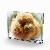 Poodle Dog Fotoblokken (Rechts)