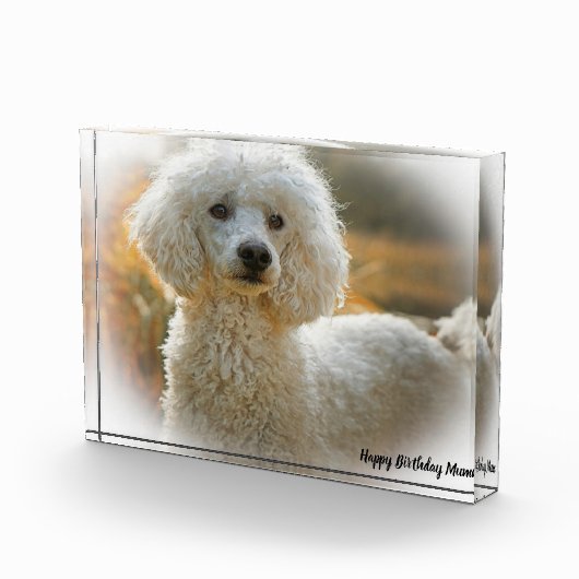 Poodle Dog Fotoblokken (Rechts)