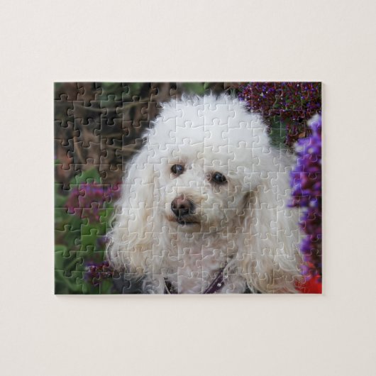 Poodle Dog Jigzaadpuzzel Legpuzzel (Horizontaal)
