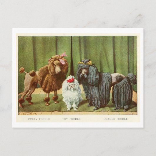 Poodle Dogs Postcard Briefkaart (Voorkant)