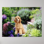 Poodle Garden Print (Voorkant)