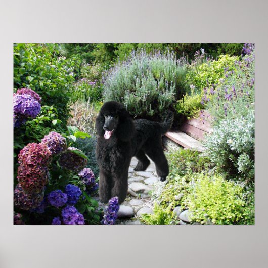 Poodle Garden Print (Voorkant)