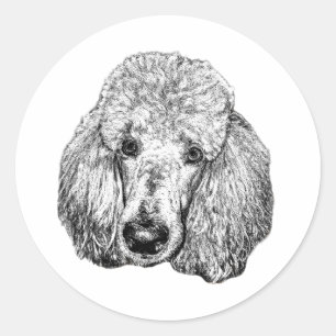 Poodle Gezicht Sticker – Realistisch Zwart & Wit K