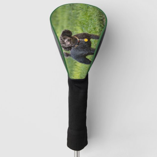 Poodle Golfheadcover (Voorkant)