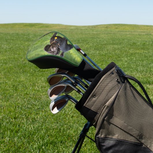 Poodle Golfheadcover (Insitu)