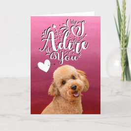 Poodle ...Ik bewonder je Valentijnsdag Holiday Kaa Feestdagen Kaart